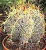 astrophytum ornatum - увеличить фото