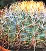 ferocactus acanthodes - увеличить фото