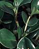 peperomia_clusiifolia -  