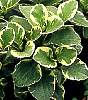 peperomia_obtusifolia_f.variegata -  