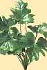 philodendron1 -  