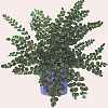 pellaea rotundifolia  - увеличить фото